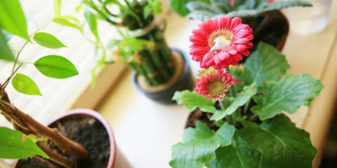 GJ�R DET RIKTIG: Velg riktige planter, ikke overvann og ikke glem n�r du reiser p� ferie. FOTO: Colourbox