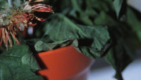 VISNE: Det er mange som har d�rlig erfaring med � f� potteplantene til � leve lenge.  FOTO: Colourbox