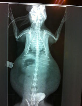 Slik ser en kanin ut etter ti �r i bur