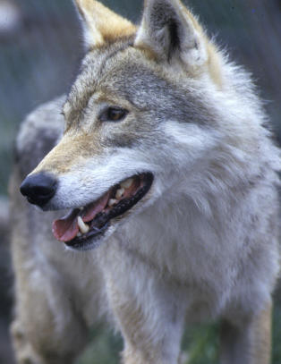 - Greit � skyte Oslo-ulven