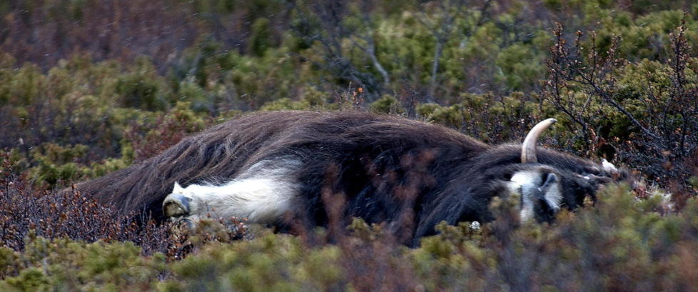 Har l�st moskus- g�ten p� Dovrefjell