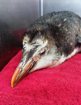 Denne kongepingvinen ble funnet utsultet og dehydrert  200 mil hjemmefra