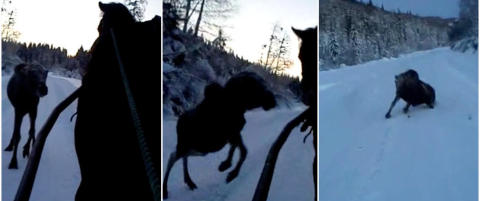 - Dette er ikke oppf�rsel som s�mmer seg for en som har mye med dyr � gj�re