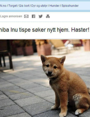 Gratis valp fra Moss var �stj�let� fra New York