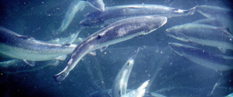 - Lakseproduksjonen har aldri �kt mer