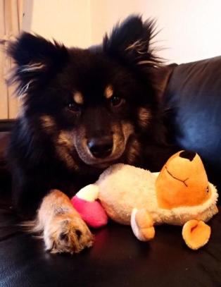 Norwegian glemte igjen Emil (8 mnd.) p� Gardermoen