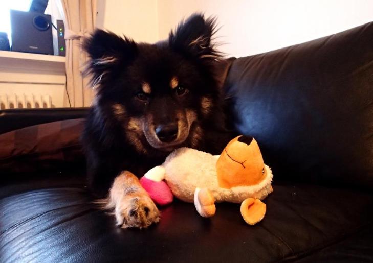 FINNE BOSATT I NORGE: Emil er en finsk lapphund. Han er �tte m�neder gammel og en skikkelig t�ffing, if�lge matmor. Foto: Privat