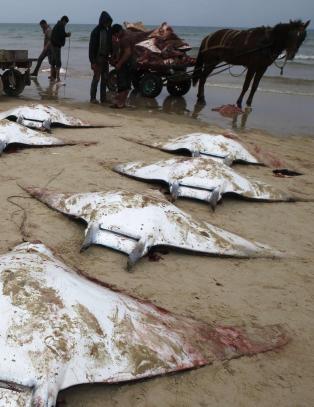 Over 200 d�de djevelrokker skylt i land i Gaza