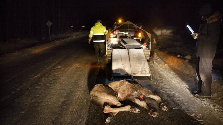 Trafikkoffer: Hvor mye av elgen som er spiselig, avhenger av hvordan bilen har truffet. Om bare bakbeina brekker eller om magesekken eksploderer. &mdash; Da er?n itte brukbar som menneskjef�de, sier Jan Arve Brovold (bildet under).