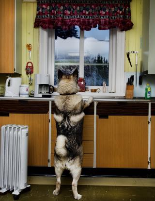 Hund etter elg: Birka &mdash; og matfar &mdash; elsker � se p� elg fra vinduskarmen. Denne dagen st�r det fem stykker i hagen og gomler h�y i trafikksikre omgivelser.