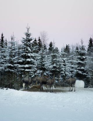 Storspiste: Hvert enkelt dyr kan veie over et halvt tonn. Ikke rart det g�r med noen tusen kilo h�y i uka.