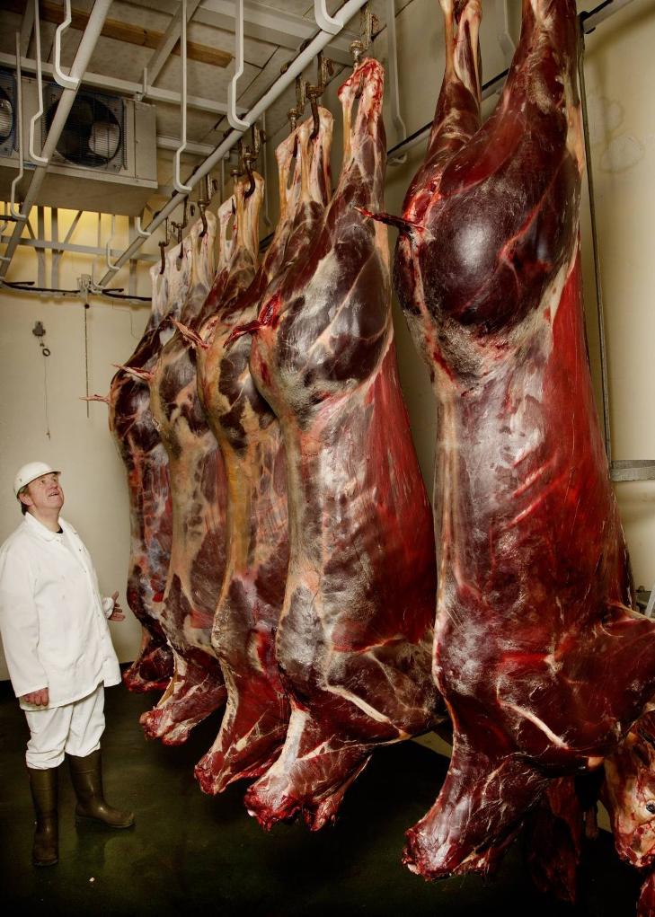 Skogens konge, gatas skrekk: Fem elger henger ferdig fl�dd og hodel�se fra taket hos Brovold slakteri i Stange, bare etter den siste ukas p�kj�rsler.