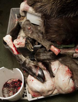 Litt svinn: Klover, ragg og innmat g�r til destruksjon.