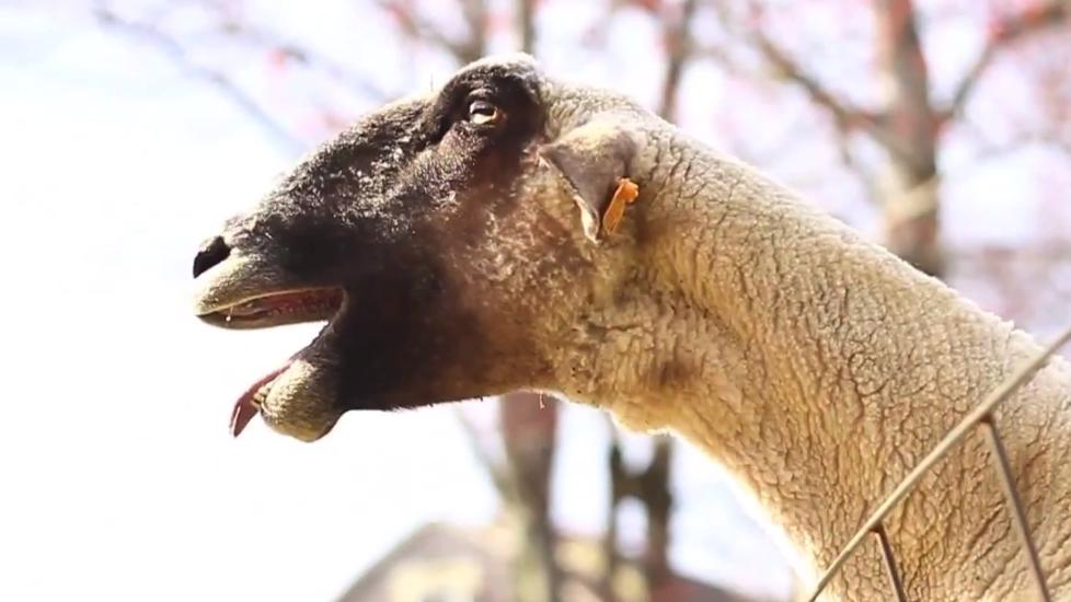 GEITEBOOK: YouTube-videoen med geiter som lager �menneskeliknende� lyder g�r som en farsott p� nettet. Men nettets mest popul�re dyr er og blir katten. Faksimile fra YouTube