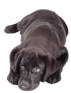 Hunden din kan ha store tannsmerter