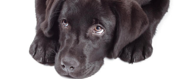 Hunden din kan ha store tannsmerter
