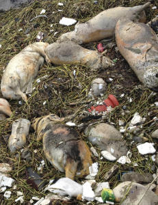 2200 griser funnet ved Shanghai-vannkilde