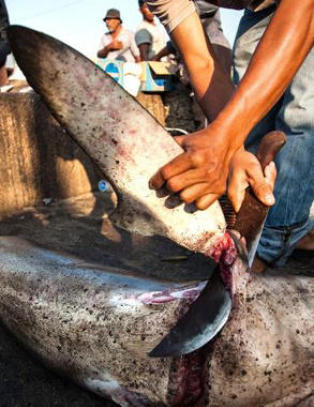 Hai slaktes levende for � bli norsk suppe