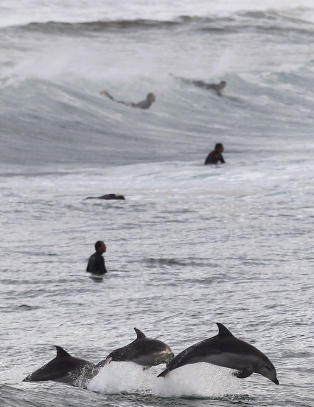 - Ukraina har mistet tre drapsdelfiner, utstyrt med kniver og skytev�pen