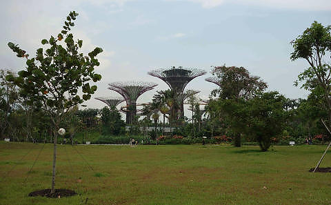 GR�NT: I Gardens by the Bay kan man klatre blant de hengende hagene eller g� p� oppdagelsesferd blant enorme nedkj�lte veksthus. Foto: MICHAEL T�PFER