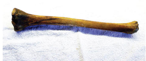 Dette skinnebeinet ga Olav den Hellige evig liv