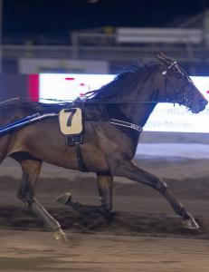 - En klink norsk vinner