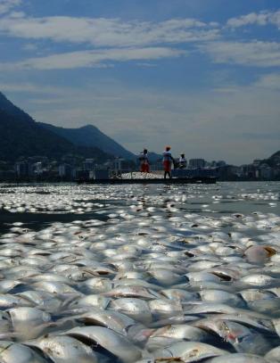 65 000 tonn fisk funnet d�de i OL-arena