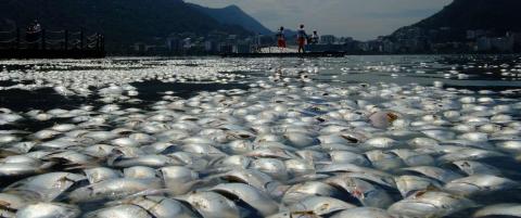 65 000 tonn fisk funnet d�de i OL-arena