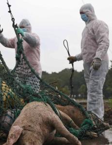 12 566 griser har blitt plukket opp fra vann i og rundt Shanghai