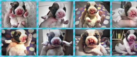 Bulldogen Lentil er nettets nye favoritthund
