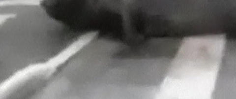 V�t sj�elefant brukte fotgjengerfeltet i Brasil