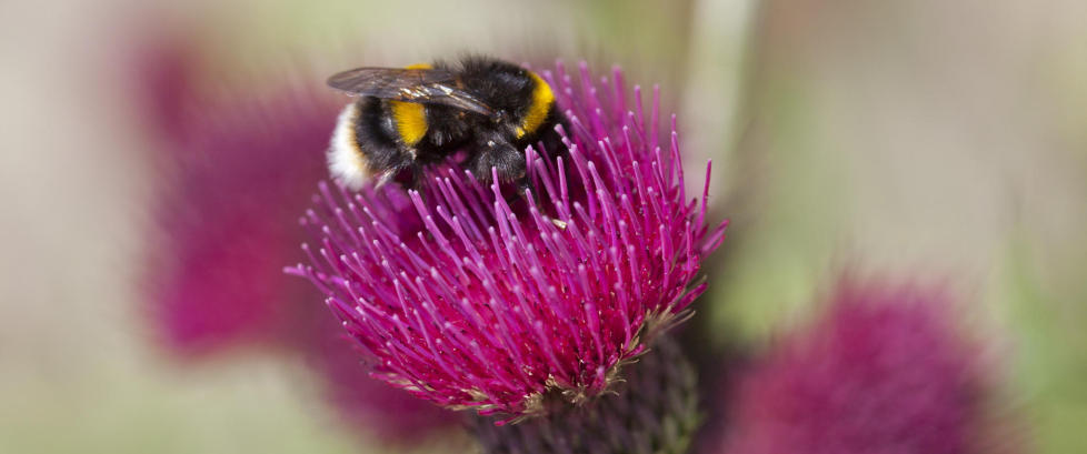 Norske humler kan d� ut