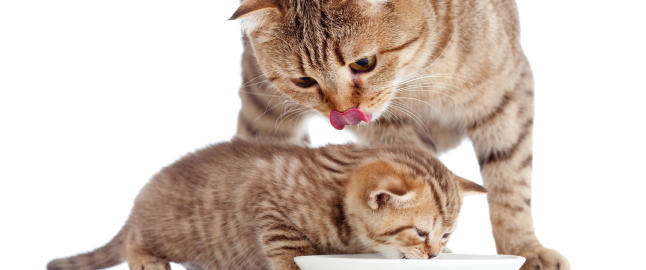 Kj�ttetere smaker ikke s�tt