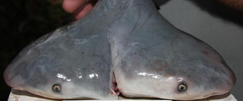 Fant hai med to hoder