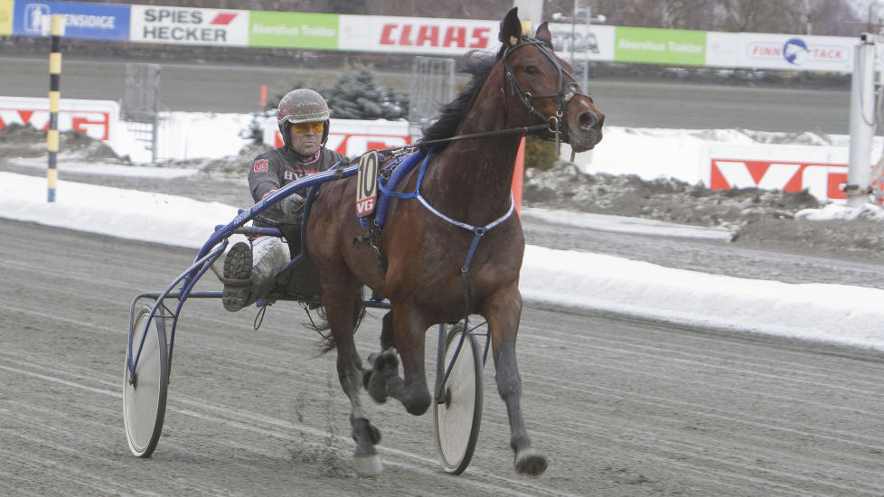 USLEPET JUVEL. Baldini er urutnert og valpete, men et stort talent. Onsdag m�ter han en av Frode Hamres nye stjerneskudd. Foto: HESTEGUIDEN.COM.