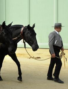 Spanske hester rammet av �konomiske krisetider