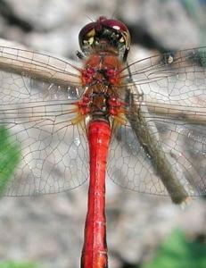 �yenstikker stoppet veiprosjekt i to (!) �r