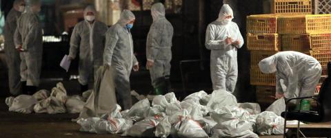 Sl�r alarm om en ny type fugleinfluensa