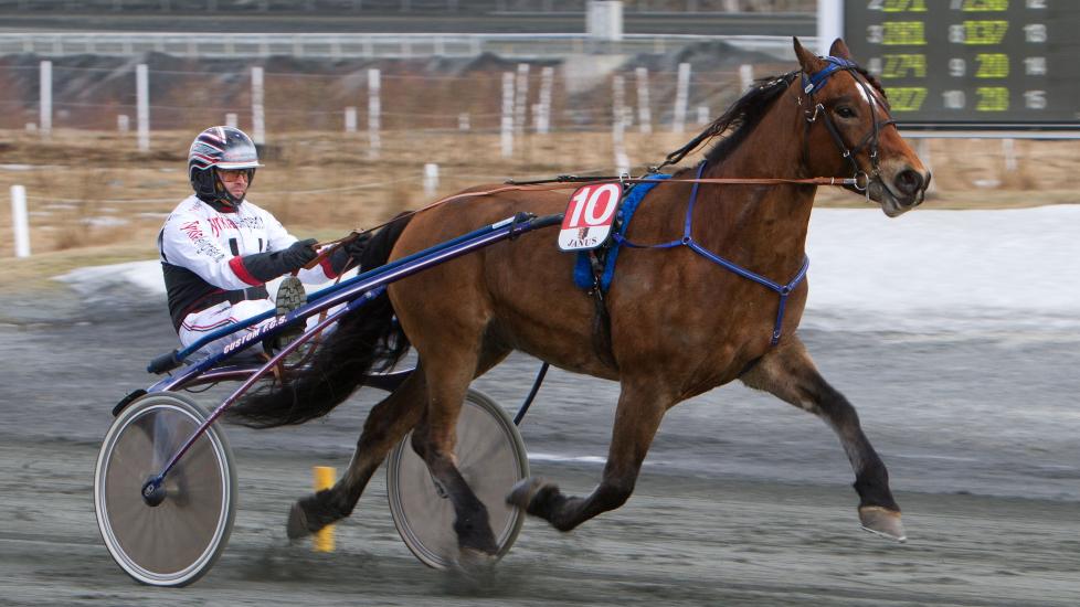 BESKJEDEN TRENER. Erik Killingmo har forvandlet nok en hest. L�rdag skal Sagi Allvinn med kusk Kai Johansen ut i V75-omgangen p� Leangen. Foto: HESTEGUIDEN.COM.
