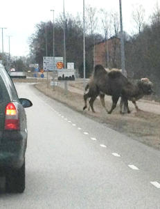 Kameler på rømmen lagde trafikkaos