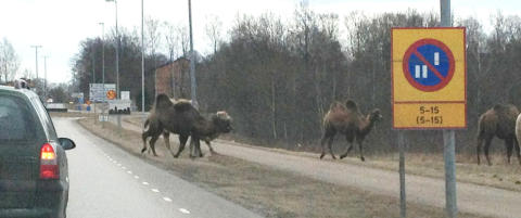 Kameler på rømmen lagde trafikkaos