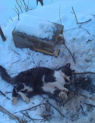 Denne katten kjempet for å komme seg løs fra minkfelle