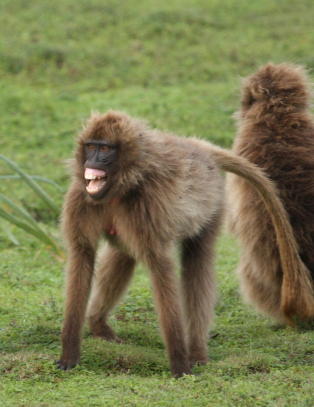 Se, en ape som snakker