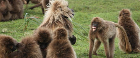 Se, en ape som snakker