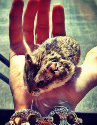 Husker du hva Justin Biebers hamster het?