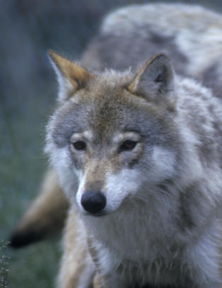 �tte av tretten norske ulver er sporl�st forsvunnet
