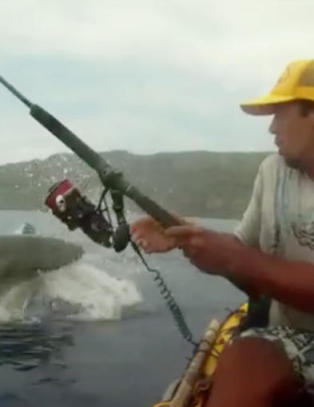 - Haien skj�t opp av vannet rett ved kajakken