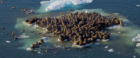 Hvor mange hvalross f�r plass p� ett �isflak�?