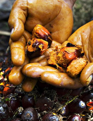 Milj�br�k for Pensjonsfondet