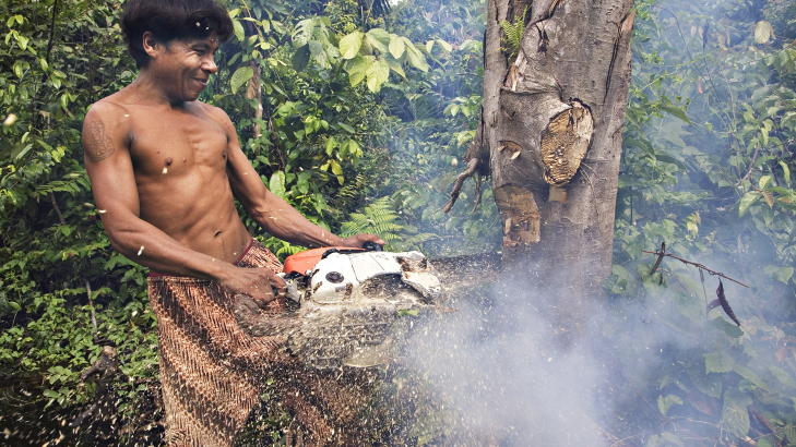 AVSKOGING: Palmeoljeplantasjer f�rer til avskoging i flere regnskoger. Her i Kuala Cenaku p� Sumatra i Indonesia. Foto: Truls Brekke/Dagbladet